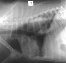 Metastatic lung cancer is the most common form of lung cancer in dogs and unfortunately dogs who are diagnosed with this secondary form of cancer have less chance to recover from this disease than dogs diagnosed with primary lung cancer. Thoracic Tumors Lung Dr Julius Liptak