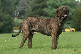 Around 16th century brazil was discovered in 22 april, 1500 by european first. Fila Brasileiro Charakter Haltung Pflege Zooplus