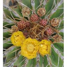 You can find them in almost every store there! Mexico Barrel Cactus Ferocactus Schwarzii Seeds PreÈ› 2 05
