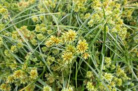 Image result for Cyperus glaucophyllus
