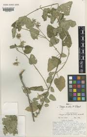 Image result for Tragia brevipes