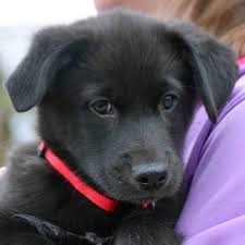 Check spelling or type a new query. Ferrari Animal House Shelter
