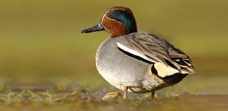 Bird Watching Festival At Wwt Martin Mere About Manchester