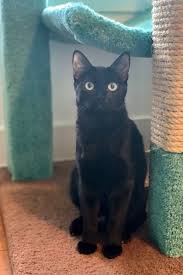 Or, if you need help finding the perfect kitty for you, you can fill out the general cat application! Cat For Adoption Lucy A Domestic Short Hair In Houston Tx Petfinder