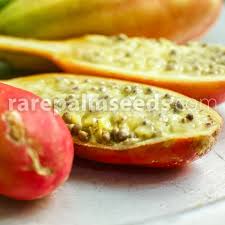 Image result for Capparis cartilaginea