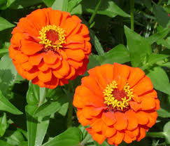Trova fiorellino rossi su facebook e twitter! Fiori Arancioni Nomi