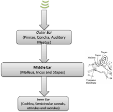 93 Info Flow Chart Of Nervous System Pdf Doc Ppt Download Xls