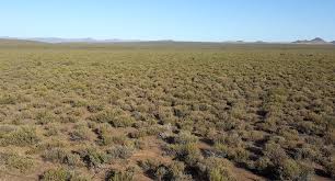 Image result for Plinthus karooicus