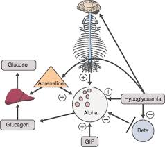 Insular apparatus of the pancreas (insulinoma) § insufficient production of hormones promoting catabolism. Five Main Mechanisms Underlying Stimulation Of Glucagon Secretion By Download Scientific Diagram