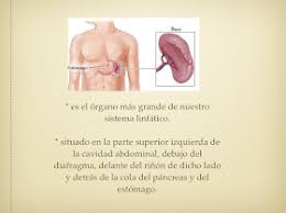 Iridologia En Valencia El Bazo Y La Iridologia Chistes Cortos Graciosos Chistes Cortos Sistema Linfatico