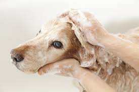 So how you figure out what are the right ways to groom your dog. Friendly Animal Hospital Dog Grooming