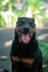 If you are looking to adopt or buy a doberman take a look here for however, free doberman dogs and puppies are a rarity as rescues usually charge a small adoption fee to cover their expenses (usually around $100). Dog For Adoption Jackie A Doberman Pinscher Jack Russell Terrier Mix In Winnsboro Sc Petfinder