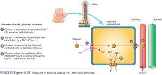 Digestion Absorption And Transport In Digestive System