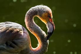 Free Image On Pixabay Bird Flamingo Fauna Beak Animal Bird Pictures Animals Beautiful Birds