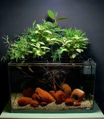 All About Betta Fish How To Setup A Planted Aquarium For Betta Fish Planted Aquarium Aquarium Biotope Aquarium