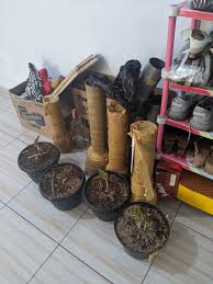 Silahkan kontak kami untuk konsultasi. Bareskrim Tangkap Penipu Jual Beli Tanaman Hias Online Di Subang