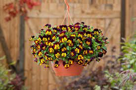 They give a brilliant splash of yellow even in the coldest part of the year. 20 Gorgeous Fall Hanging Basket Ideas Hgtv