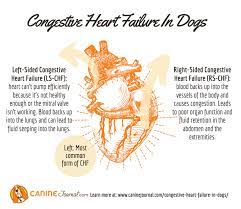 Congestive Heart Failure In Dogs Caninejournal Com