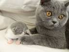 british blue - Cats & Kittens, Rehome Buy and Sell | Preloved