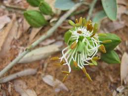 Image result for Maerua juncea