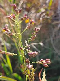 Image result for Panicum coloratum