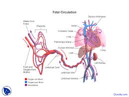 flow chart of fetal circulation cardiology lecture