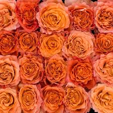 They haven't broken dormancy that i can see and i left them in their packaging in my garage. Rosaprima