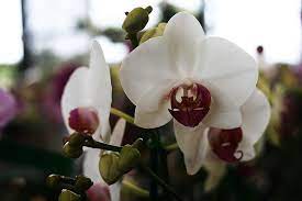Kauai Flowers Flower Names Pink Flowers Flowers