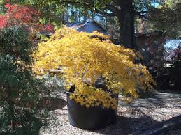 L'érable du japon (acer japonicum) est un arbre à caducifolié, d'asie de l'est. Au Jardin Pourquoi Les Erables Japonais Meurent