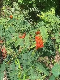 Image result for Sesbania notialis