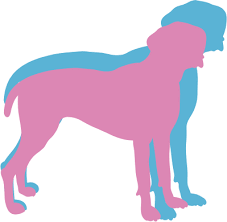 One puppy or kitten adopted in sacramento paves the way for another one to be saved. German Shorthaired Pointer Dog Breed Facts And Information Wag Dog Walking