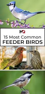 Feeder Bird Identifier By Picture 15 Most Common Birds That Visit My Feeders Id Guide Bird Watching Hq In 2020 Common Birds Backyard Birds Bird Watching