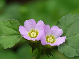 Image result for Melochia melissifolia