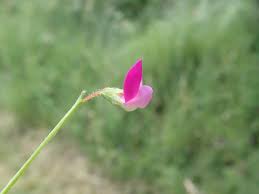 Image result for Lathyrus hirsutus