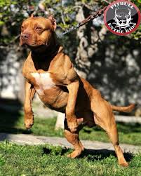 Bully Love Pitbulls Pitbull Terrier Dogs