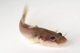 Image result for Platostoma strictum