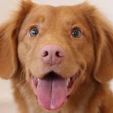 Let your local pet professionals find the the right companion pet that suits the needs of both our customer and please review and comment on our facebook or google accounts. We Love Pets Home Facebook