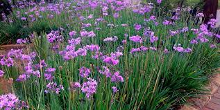 One of south africa's marvels is its incredible diversity of plant and flower species found in the cape floral kingdom (or the cape floristic region) on the country's western cape. Top 15 Water Wise Plants For Your Garden Diy Grounded Landscaping