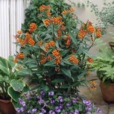 Pin On Gardening