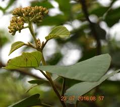Image result for Cordia monoica