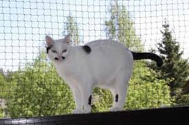Balkon Kedi Koruma Filesi Agi Adana Adana Guvenlik Filesi