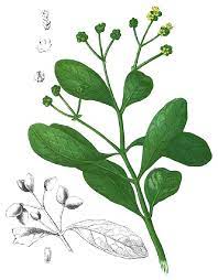 The movie iaitu boboiboy blaze. Avicennia Officinalis Wikiwand