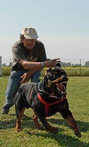 12 Rottweiler Puppies For Sale Ideas Rottweiler Puppies Rottweiler Dog Rottweiler