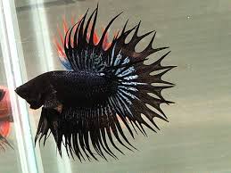 Faktanya, jenis cupang hias ini kebanyakan berasal dari pengembangan cupang aduan atau hasil kawin silang. Standar Penilaian Ikan Cupang Di Kontes Internasional Dunia Hewan