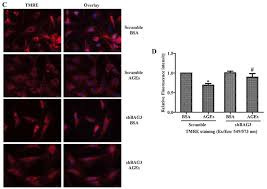 Smooth muscle tissue, unlike striated muscle, contracts slowly and automatically. Effect Of Bcl 2 Associated Athanogene 3 Bag3 On The Oxidative Stress Download Scientific Diagram