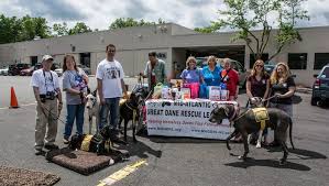 PHOTOS: Mid-Atlantic Great Dane Rescue League Adoption Event