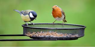 The presence of worms in your soil is an indicator of a healthy garden. How To Attract Birds Into Your Garden Top Tips Pyracantha Co Uk