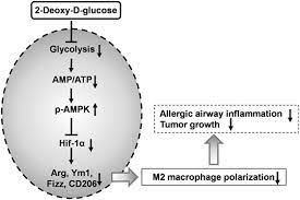 In addition to glycolysis inhibition, other molecular. Frontiers 2 Deoxy D Glucose Treatment Decreases Anti Inflammatory M2 Macrophage Polarization In Mice With Tumor And Allergic Airway Inflammation Immunology