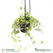 Flowering houseplants bring beauty and color to your home, provide a great conversation piece for visitors, and bring joy no matter what season it is although many flowering houseplants require a lot of light, there are quite a few low light flowering indoor plants that will grow and thrive even in low. Green Leaves Hanging Plant Recallgreen