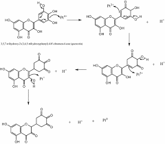 Image result for Alchornea laxiflora